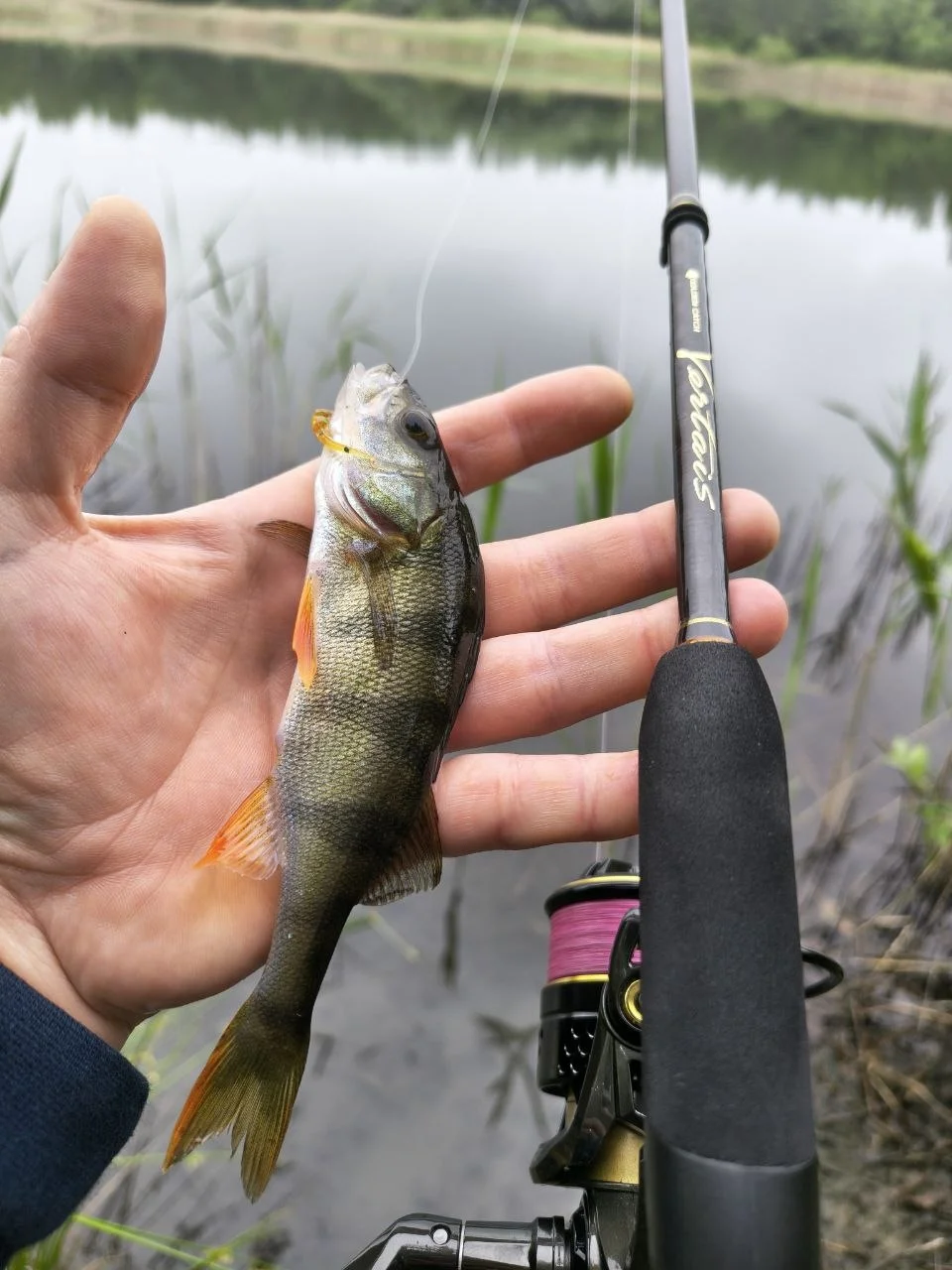 Спінінговий комплект: спінінг Golden Catch Vertais (2.21м, 1.5-8г, дві вершинки) та котушка Golden Catch Vertais 2500S (зі шнуром, після ТО)