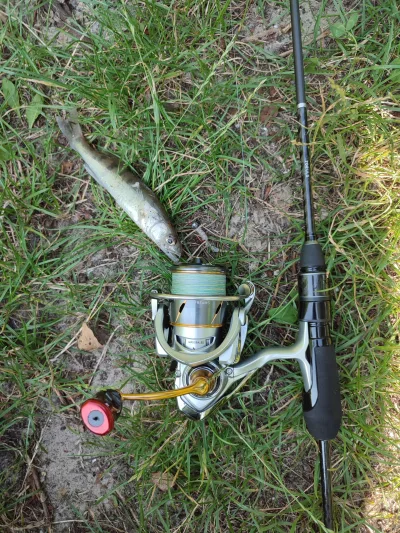Комплект Golden Catch Flick 24 702 Daiwa Freams LT 2500