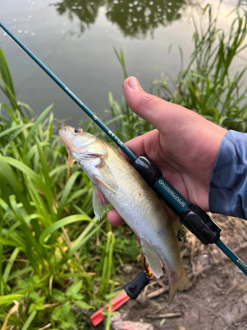 Спінінг Golden Catch 1.86м 0.5-3г