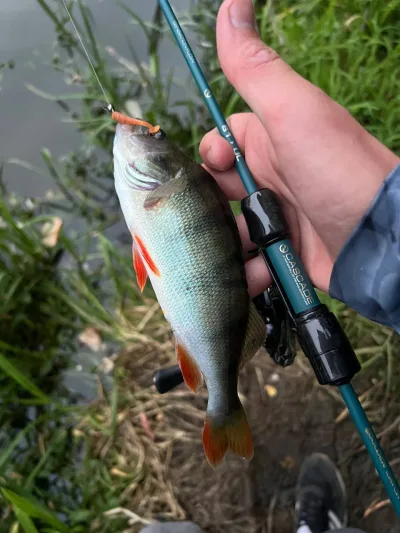 Спінінг Golden Catch 1.86м 0.5-3г
