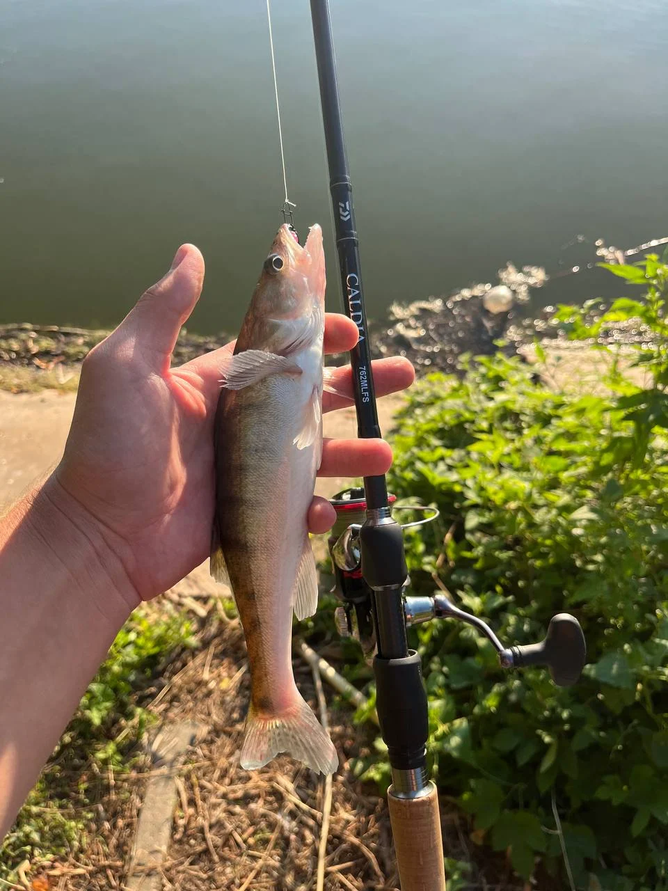 Спінінг Daiwa пошкоджена вершинка
