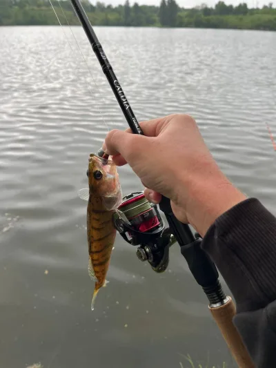 Спінінг Daiwa пошкоджена вершинка