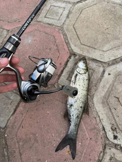 Котушка Daiwa 25 Caldia LT 2500 7BB 5.2:1