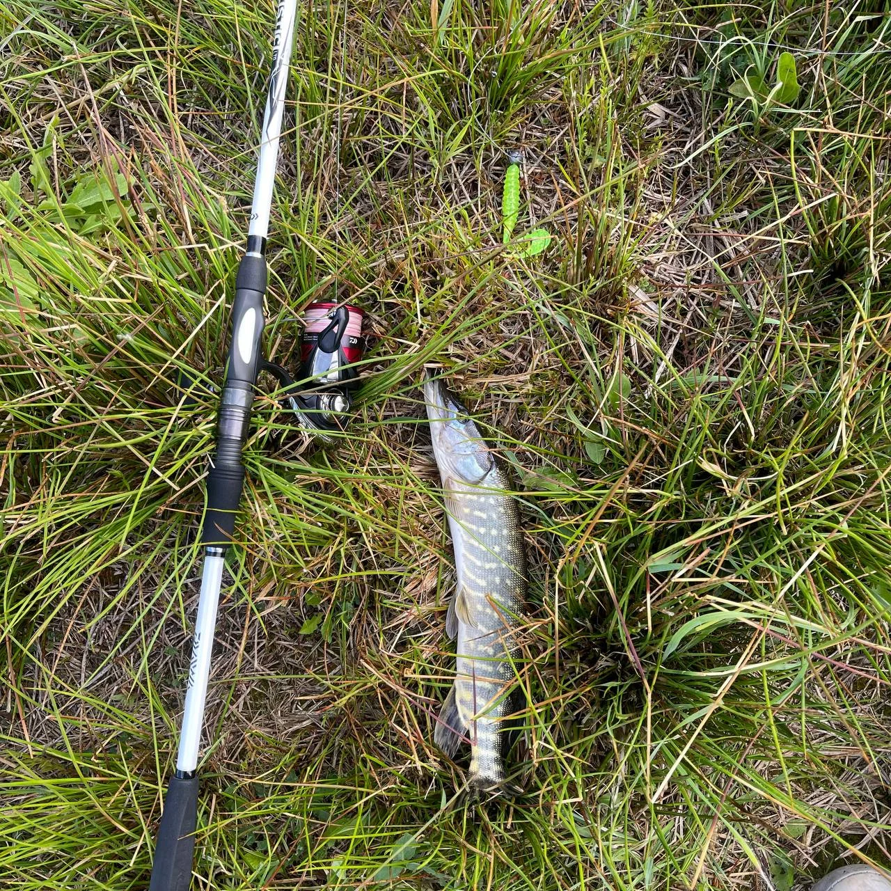 Спінінговий комплект: спінінг Daiwa 23 Ballistic LTD Spin (15-50г) та котушка Daiwa 23 Ninja LT 4000-C