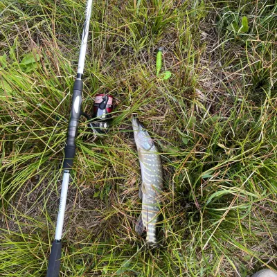 Спінінговий комплект: спінінг Daiwa 23 Ballistic LTD Spin (15-50г) та котушка Daiwa 23 Ninja LT 4000-C